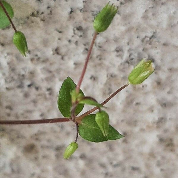 Arenaria serpyllifolia Blomma