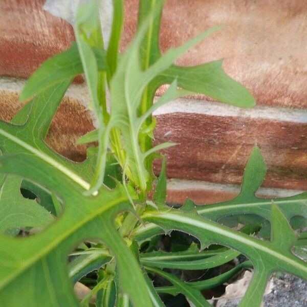 Lactuca canadensis Φύλλο