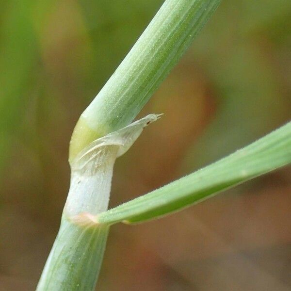 Alopecurus geniculatus Bark