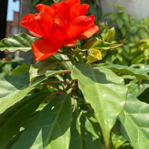 Leuenbergeria bleo Flower