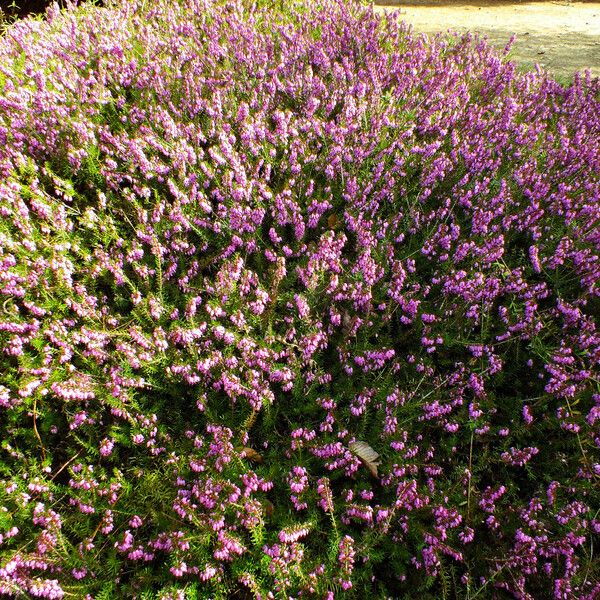 Erica carnea Buveinė