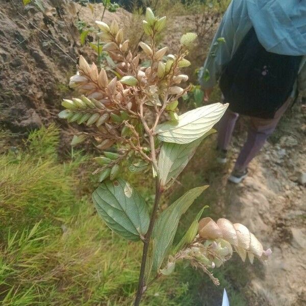 Flemingia strobilifera Flower