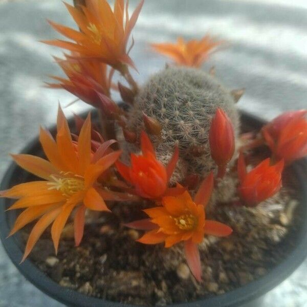 Rebutia albopectinata ফুল