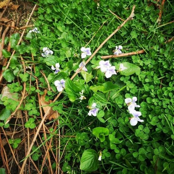 Viola palustris Çiçek