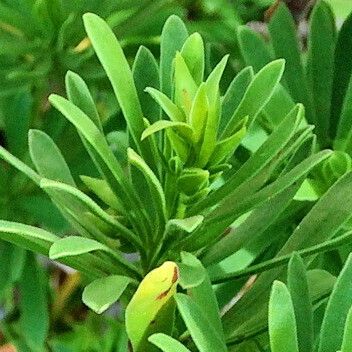 Suriana maritima Blad