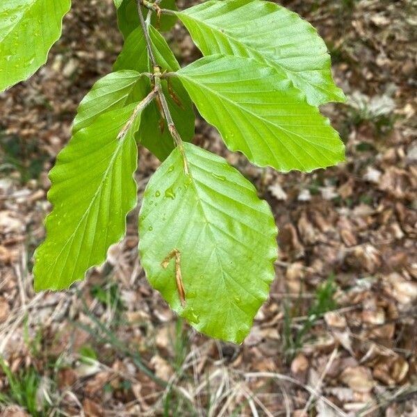 Fagus sylvatica Feuille