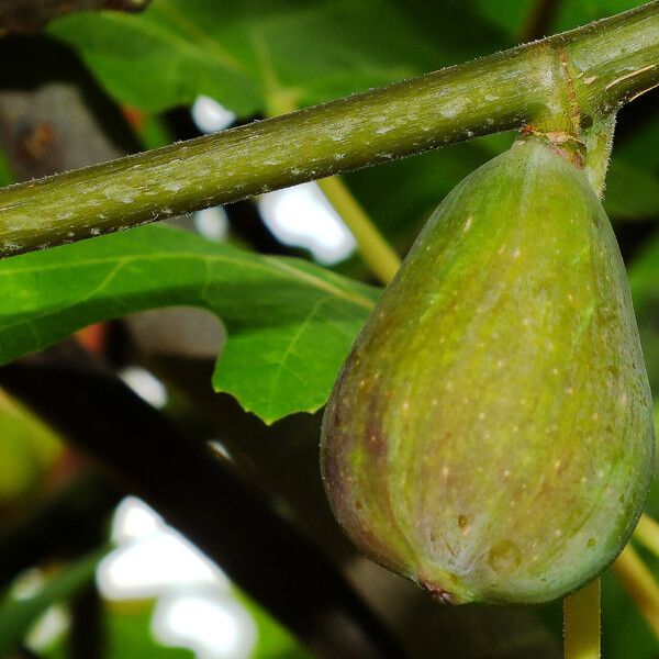 Ficus carica Frukt