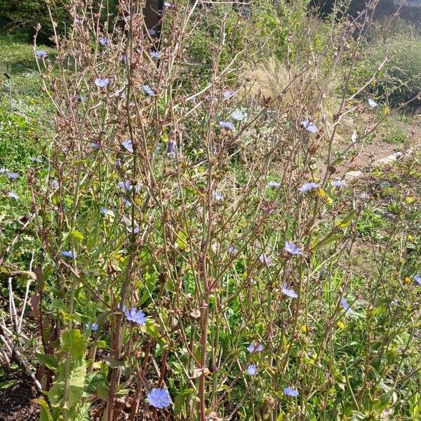 Cichorium endivia Tervik taim