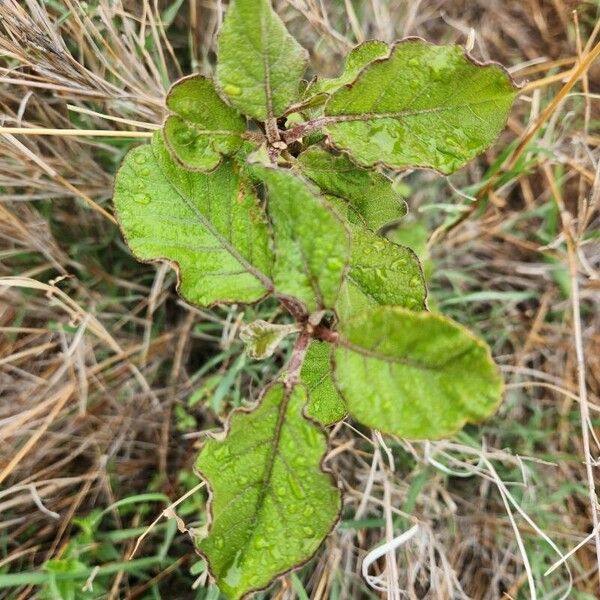 Lannea triphylla Blad