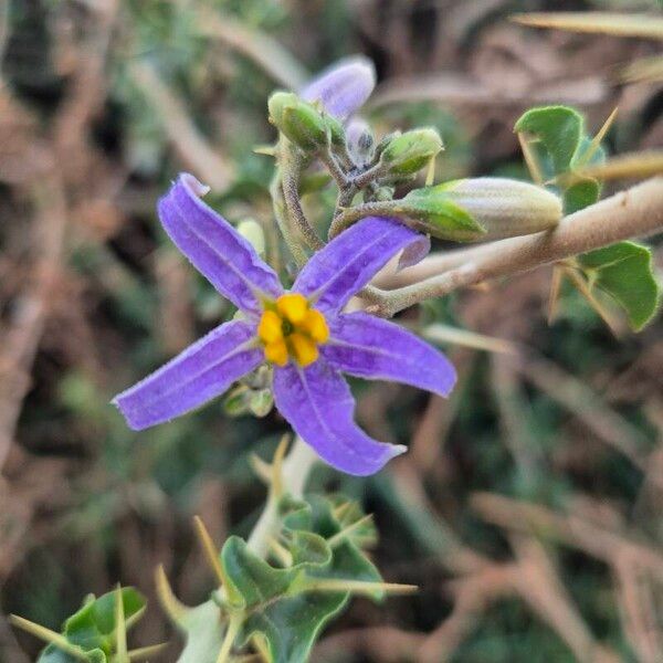 Solanum arundo Blomma