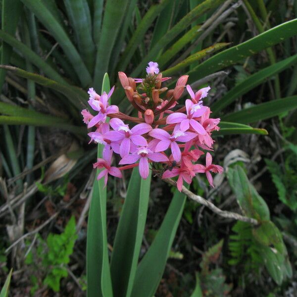 Epidendrum secundum Fleur