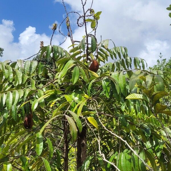 Homalolepis cedron Fruit