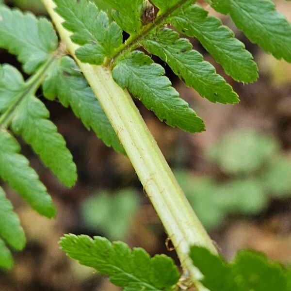 Dryopteris filix-mas خشب