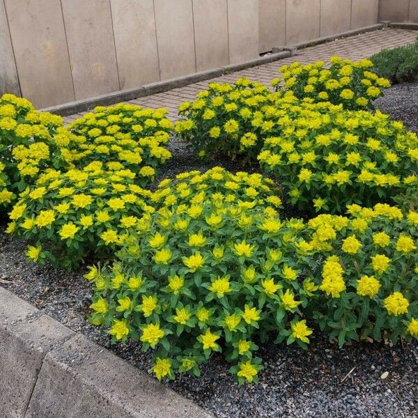 Euphorbia epithymoides Habit