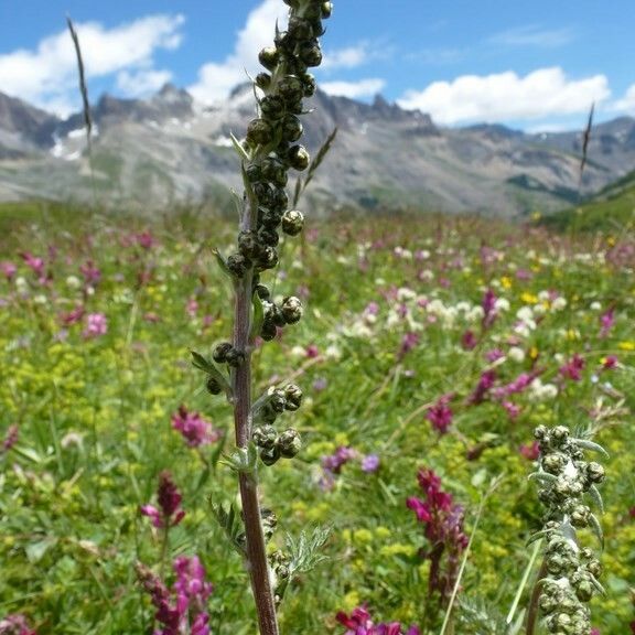 Artemisia atrata Alia