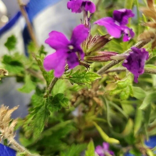 Glandularia canadensis Flower