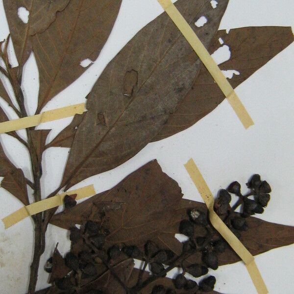 Ocotea glomerata अन्य