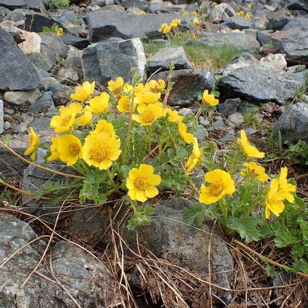 Geum reptans Plante entière