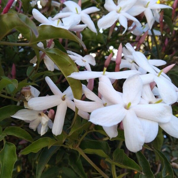 Jasminum officinale Flower