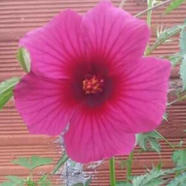 Hibiscus cannabinus Flower