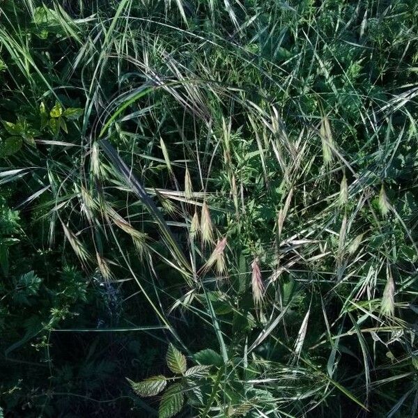 Bromus diandrus ഫലം