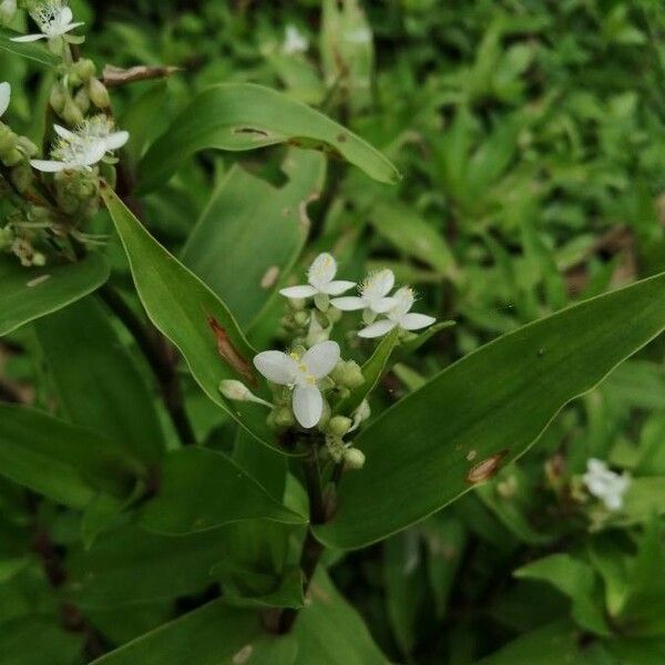 Callisia serrulata Floare