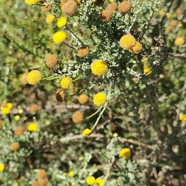 Pentzia incana Flor