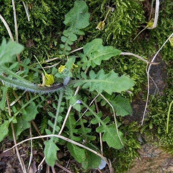 Arabidopsis arenosa Лист