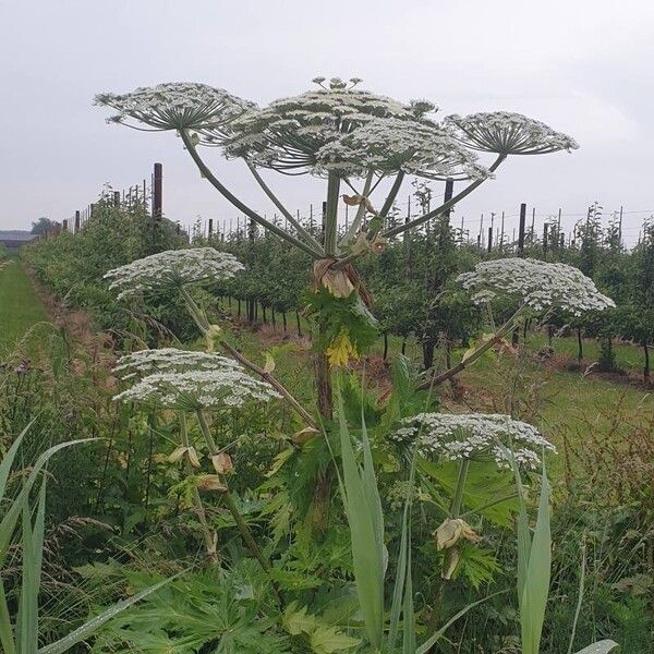 Heracleum mantegazzianum Flor