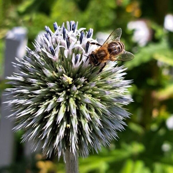 Echinops sphaerocephalus Прочее