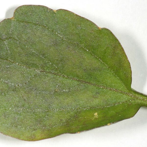 Nasturtium microphyllum Other