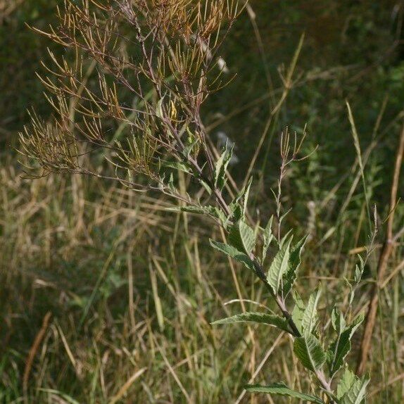 Sisymbrium strictissimum 形態