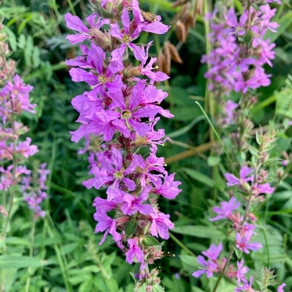 Lythrum salicaria Flors