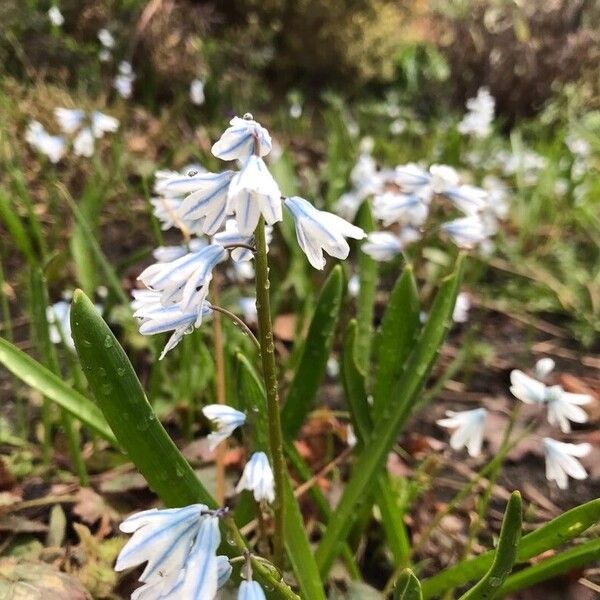 Puschkinia scilloides Квітка