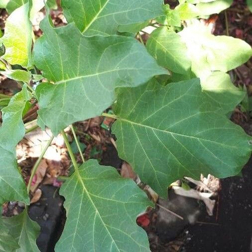 Datura metel Leaf