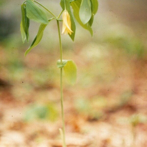 Uvularia perfoliata عادت