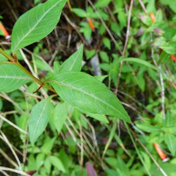 Cuphea ignea Leaf