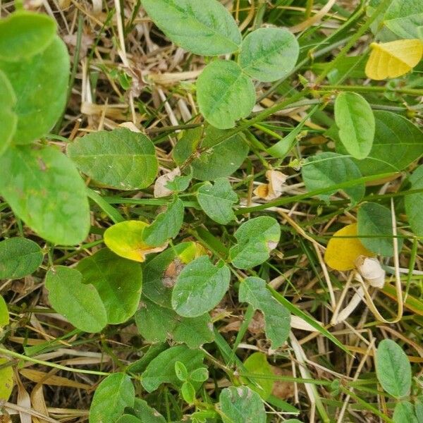 Grona triflora Leaf