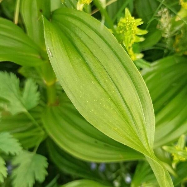 Veratrum album برگ