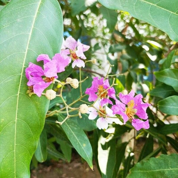 Lagerstroemia speciosa Blomst