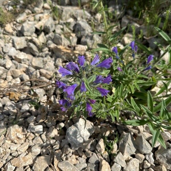 Echium sabulicola Floare