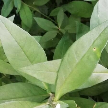 Lysimachia clethroides Blad