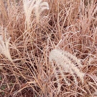 Miscanthus sinensis Habitat