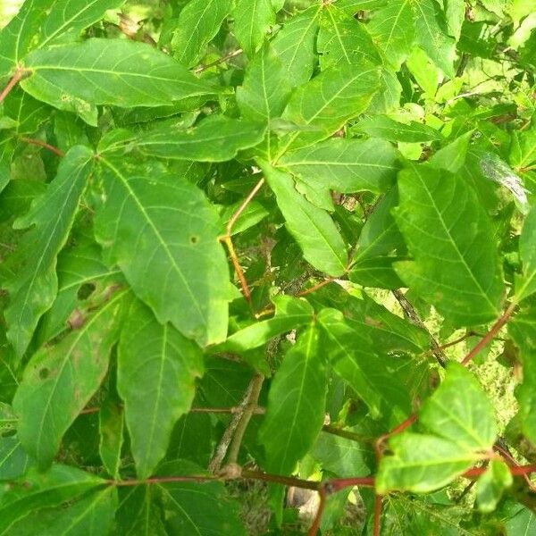 Acer triflorum Blad