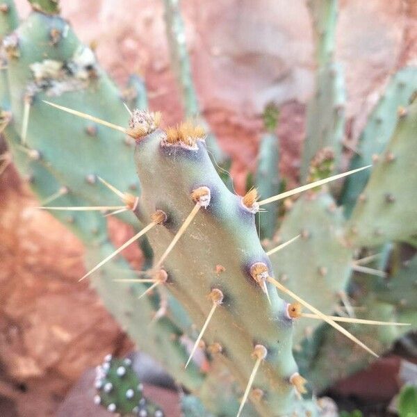 Opuntia littoralis List