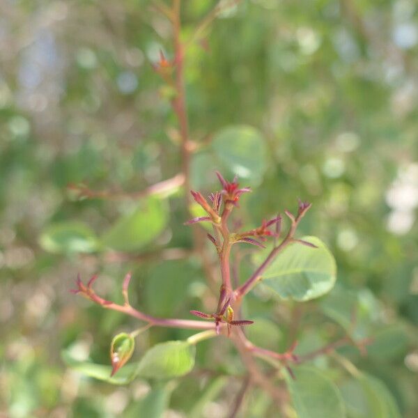 Spirostachys africana Blad