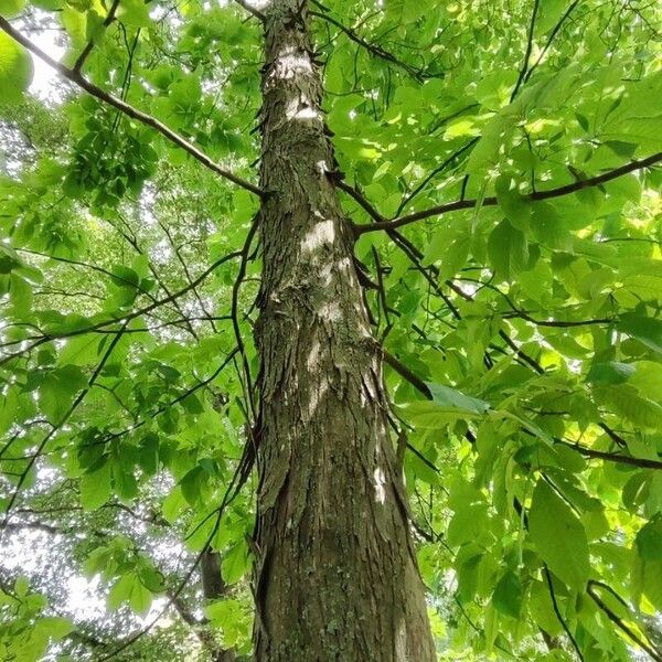 Carya ovata Kůra