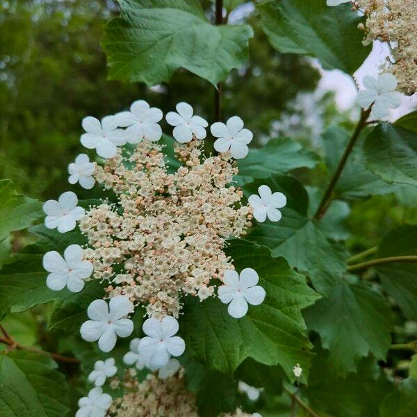 Viburnum sargentii Blodyn