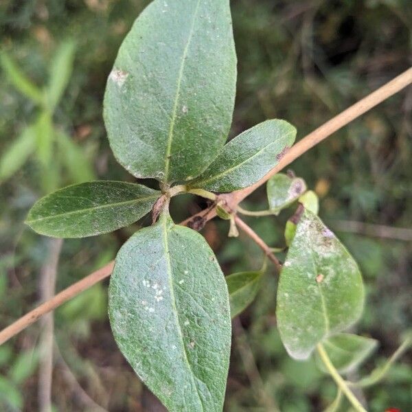 Lonicera periclymenum ഇല