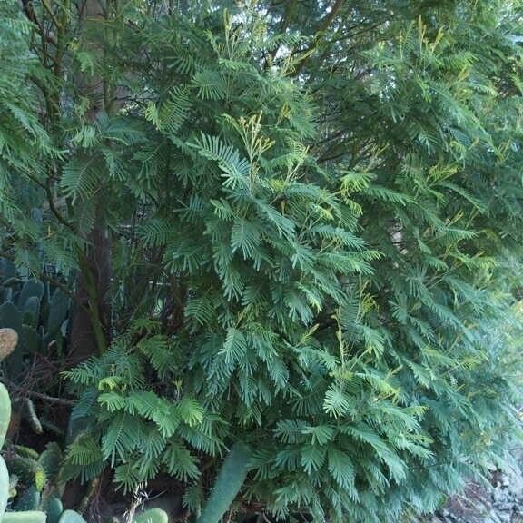 Acacia mearnsii ശീലം